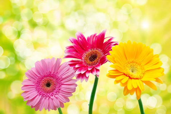 Gerber flower close up — Stock Photo, Image