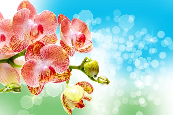 Orchideenblume aus nächster Nähe — Stockfoto