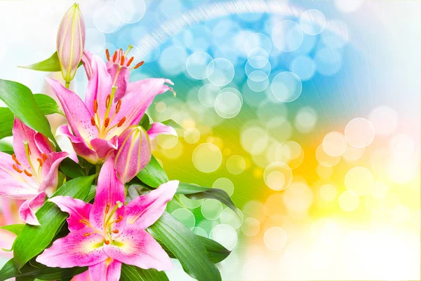 Close up of pink lilies — Stock Photo, Image