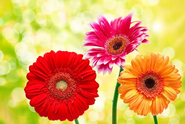 Gerber květina zblízka — Stock fotografie