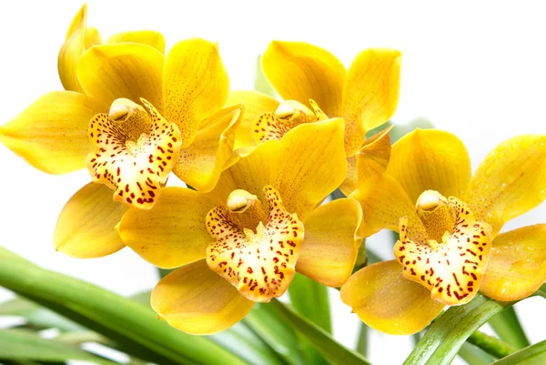 Orchidej květina zblízka — Stock fotografie