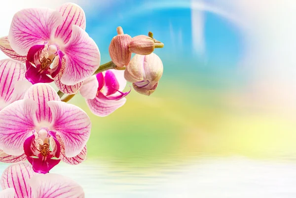 Orchidée fleur gros plan — Photo