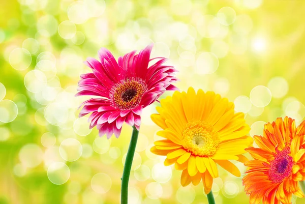 Gerber flower close up — Stock Photo, Image