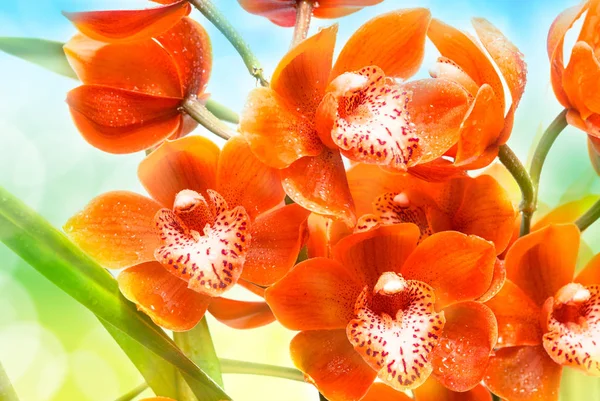 Orchid flower close up — Stock Photo, Image