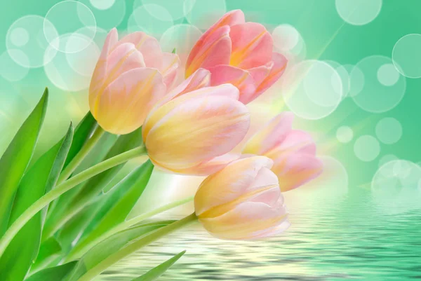 Flores de tulipán —  Fotos de Stock