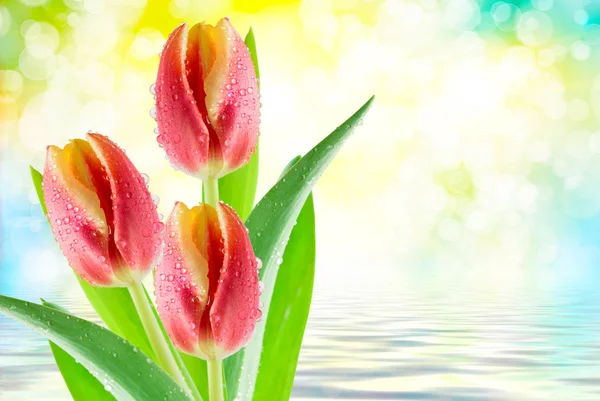 Tulip flowers — Stock Photo, Image