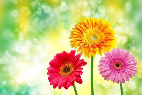 Gerber flower close up — Stock Photo, Image