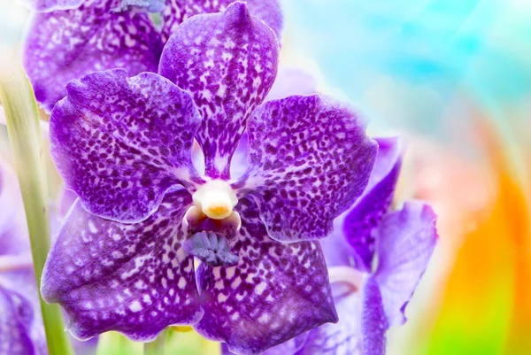 Flor de orquídea de cerca — Foto de Stock