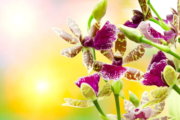 Цветок орхидеи — стоковое фото