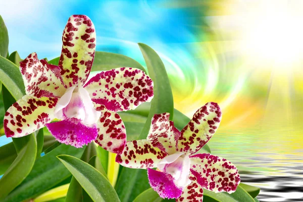 Orchideenblume aus nächster Nähe — Stockfoto