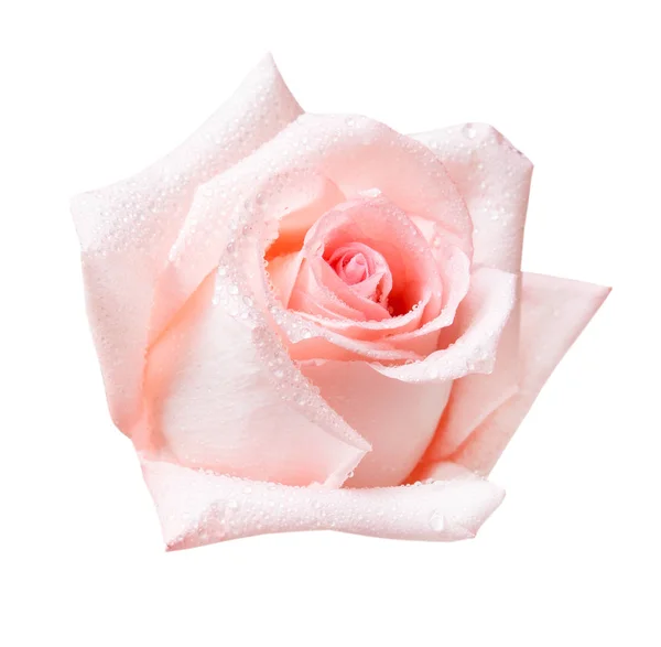 Flor de rosa aislada en blanco — Foto de Stock