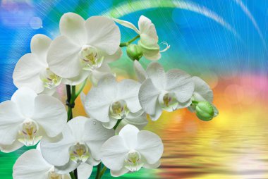 Orkide çiçek yakın çekim