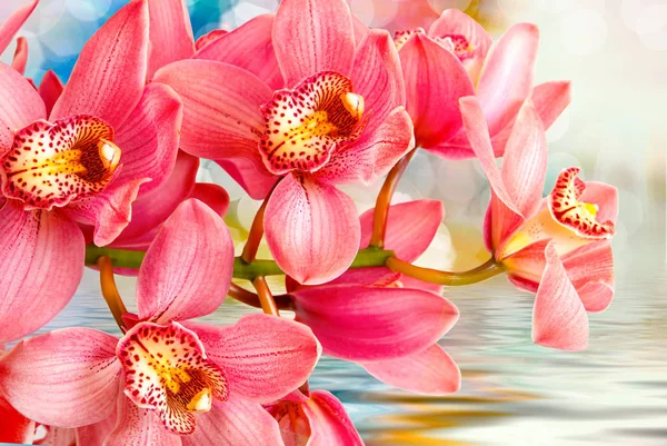 Orchid flower close up — Stock Photo, Image