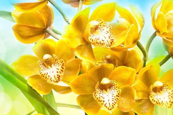 Orchidea kwiat bliska — Zdjęcie stockowe