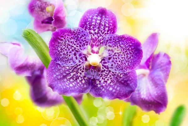 Flor de orquídea de cerca — Foto de Stock