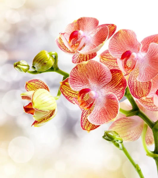 Flor de orquídea perto — Fotografia de Stock