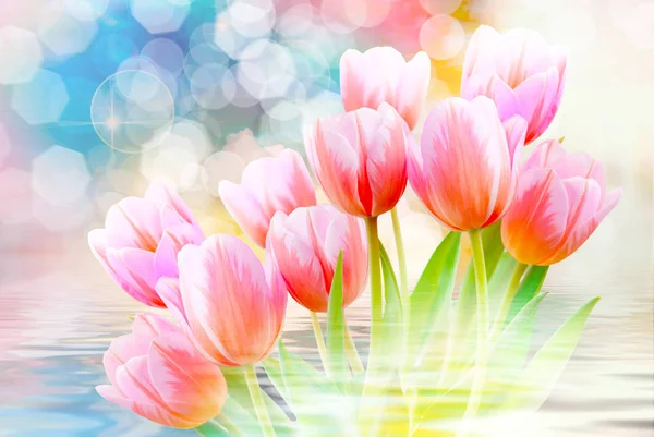 Flores de tulipán de cerca —  Fotos de Stock