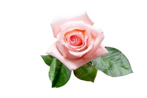 Fiore di rosa isolato su bianco — Foto Stock