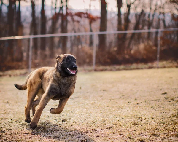 Filhote de cachorro belga feliz Malinois correndo fora no parque do cão — Fotografia de Stock