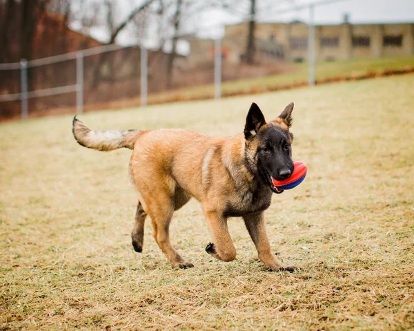 술책을 놀 벨기에 Malinois 강아지 — 스톡 사진