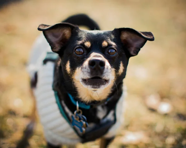 Retrato de animal de estimação adorável Chihuahua — Fotografia de Stock