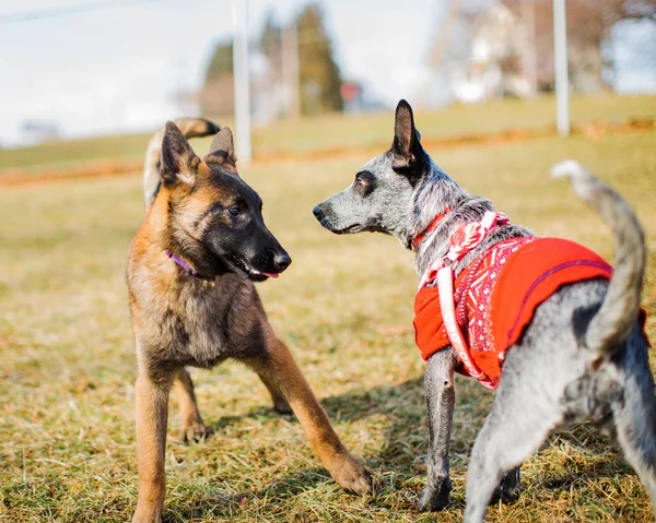 Sosialisasi anak anjing di Taman Anjing — Stok Foto