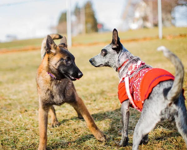 Socializace štěněte v Dog Park — Stock fotografie