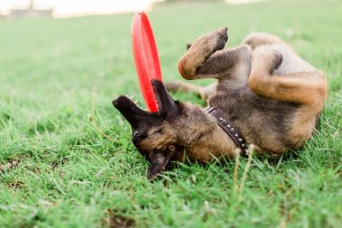 Çimenli parkta oynarken bir erkek Belçikalı Malinois