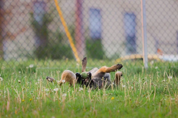 Een mannelijke Mechelse spelen in grazige park — Stockfoto