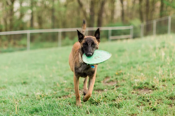 Ein männlicher belgischer Malinois spielt im Rasenpark — Stockfoto