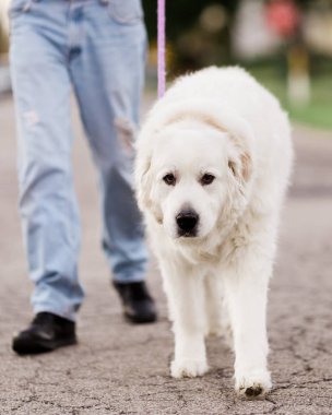 Great Pyrenees on a Walk clipart