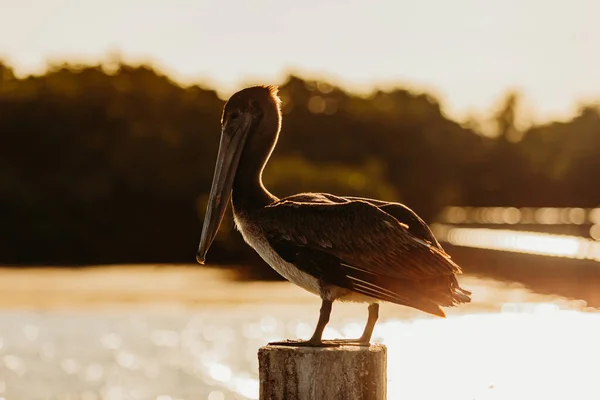 Pájaro Pelícano Marrón Florida Posado Muelle Madera Temprano Mañana —  Fotos de Stock