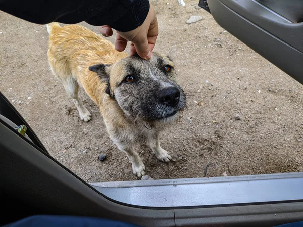 Cão Giro Cão Bonito Sem Teto — Fotografia de Stock