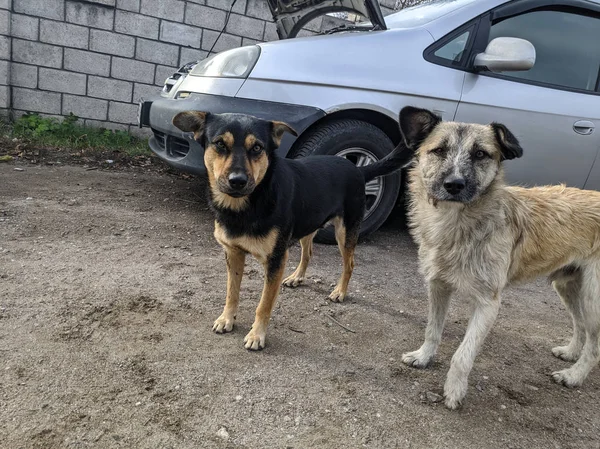 Lindo Perro Sin Hogar Hermoso Perro —  Fotos de Stock