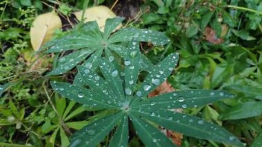 Yaprakların üzerine büyük yağmur damlaları