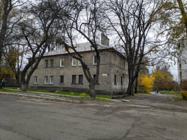 Gül ağacı çalısı. kuru gül üzümü.