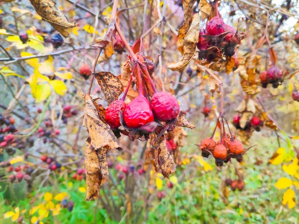 Rosehip Bush Dry Rosehip Berries — Stock Photo, Image