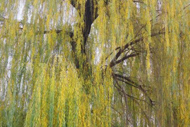 söğüt dalları. Sonbahar ağaçları. Rüzgarda ağaç dalları