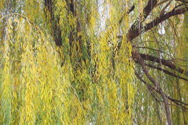 söğüt dalları. Sonbahar ağaçları. Rüzgarda ağaç dalları