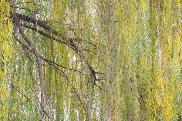 Wilgentakken Herfstbomen Boomtakken Wind — Stockfoto