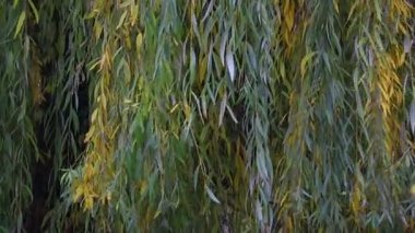 söğüt dalları. Sonbahar ağaçları. Rüzgarda ağaç dalları