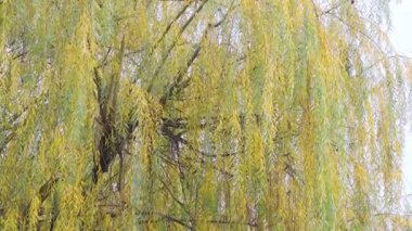 söğüt dalları. Sonbahar ağaçları. Rüzgarda ağaç dalları