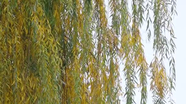 Κλαδιά Ιτιάς Φθινοπωρινά Δέντρα Κλαδιά Δέντρων Στον Άνεμο — Αρχείο Βίντεο