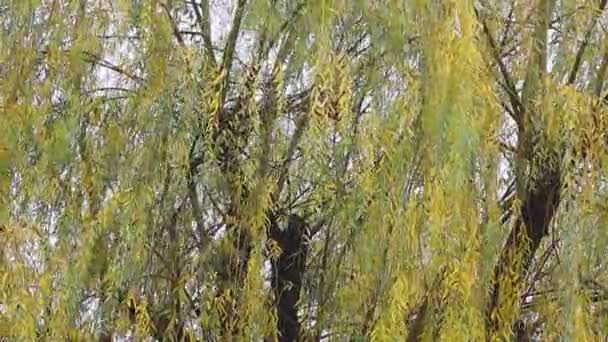 Ramos Salgueiro Árvores Outono Galhos Árvore Vento — Vídeo de Stock