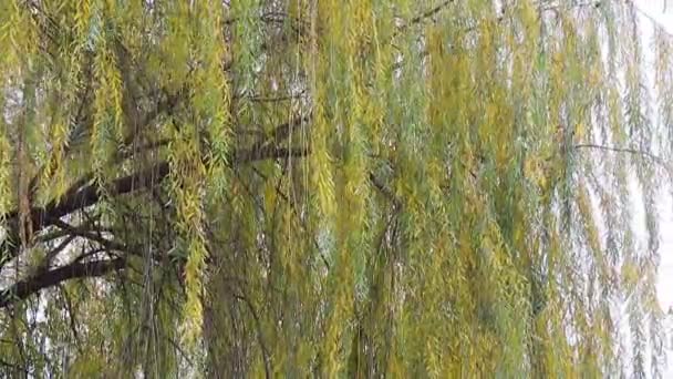 柳の枝秋の木風の中の木の枝 — ストック動画