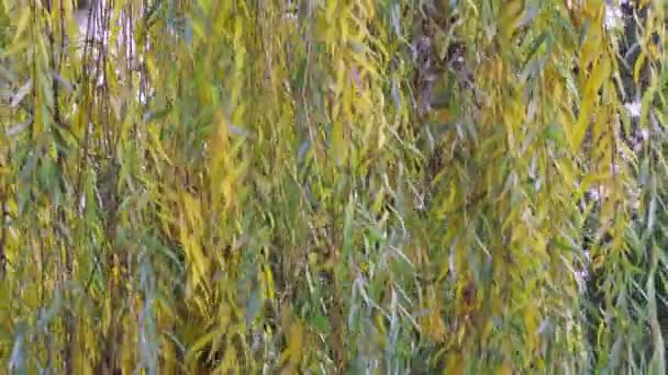 Гілки Верби Осінні Дерева Гілки Дерева Вітрі — стокове відео