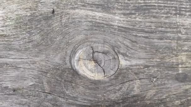 Textura Uma Árvore Velha Fibra Madeira — Vídeo de Stock