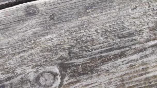 老树的质感 木纤维 — 图库视频影像