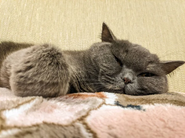 Gato Cinzento Dormindo Sofá — Fotografia de Stock