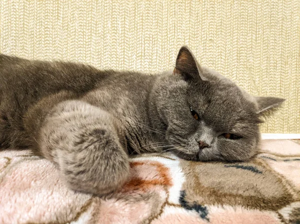 Γκρι Γάτα Κοιμάται Στον Καναπέ — Φωτογραφία Αρχείου